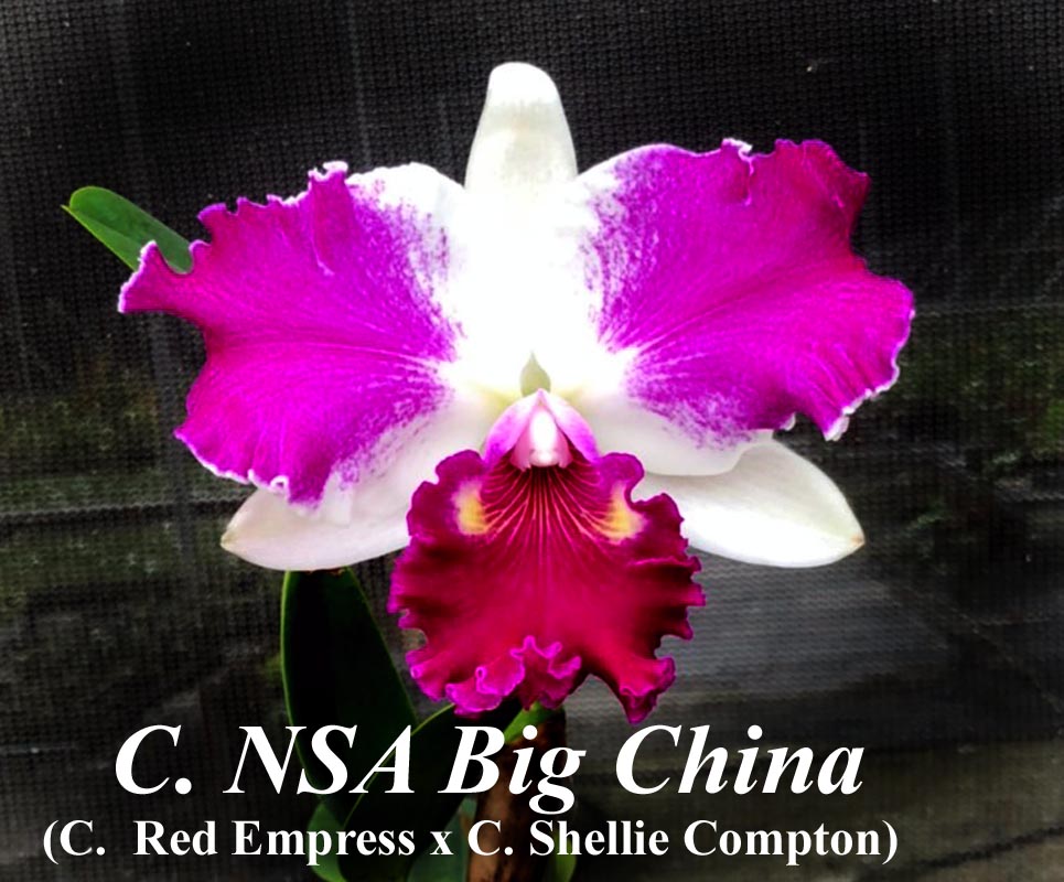 C. NSA Big China 4 inch pot